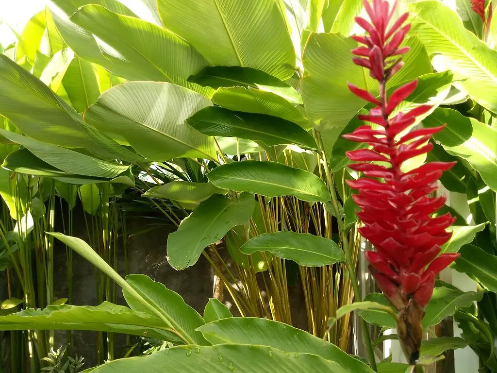 Villa Esa Ubud 0*, Ubud (Bali)